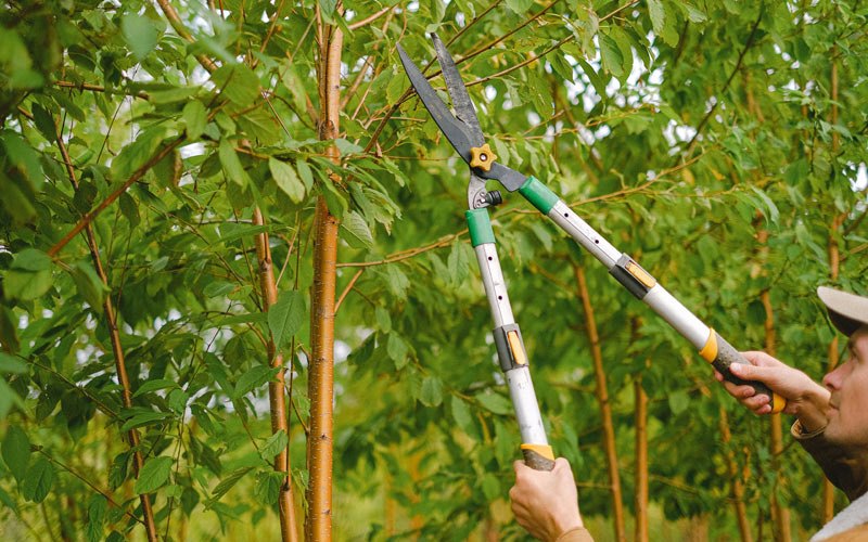 Tree trimming in Petersburg, WV