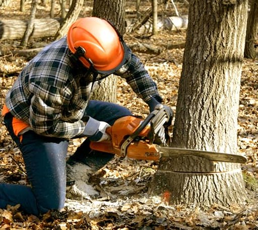 Tree Removal in Petersburg, WV